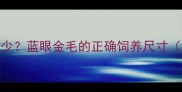 哈士奇成年后身高多少蓝眼金毛的正确饲养尺寸附幼犬成长对照表