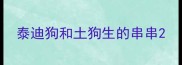 泰迪狗和土狗生的串串