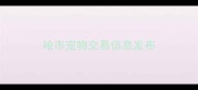 哈市宠物交易信息发布