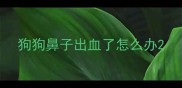 狗狗鼻子出血了怎么办