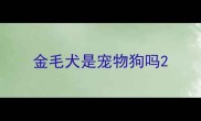 金毛犬是宠物狗吗