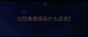 边牧真菌感染什么症状