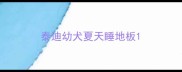 泰迪幼犬夏天睡地板