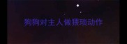 狗狗对主人做猥琐动作