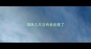 猫咪几天没有食欲瘦了