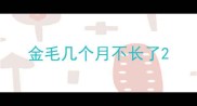 金毛几个月不长了