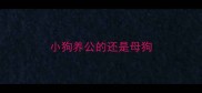 小狗养公的还是母狗