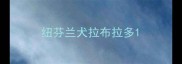 纽芬兰犬拉布拉多