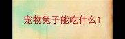 宠物兔子能吃什么