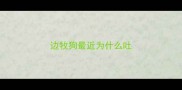边牧狗最近为什么吐