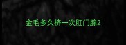 金毛多久挤一次肛门腺