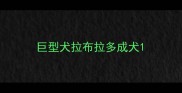巨型犬拉布拉多成犬