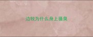 边牧为什么身上骚臭