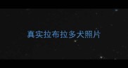 真实拉布拉多犬照片