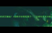 边牧睡前疯狂蹦迪3招教你驯服夜猫子边境牧羊犬训练全攻略