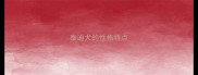 泰迪犬的性格特点