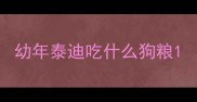 幼年泰迪吃什么狗粮