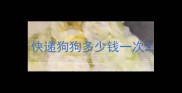 快递狗狗多少钱一次