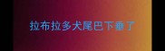 拉布拉多犬尾巴下垂了