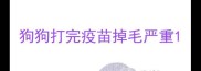 狗狗打完疫苗掉毛严重