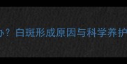 哈士奇犬出现白点怎么办白斑形成原因与科学养护全附专业处理指南