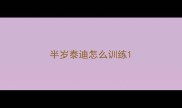 半岁泰迪怎么训练