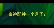 泰迪配种一个月了