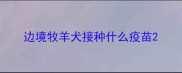 边境牧羊犬接种什么疫苗