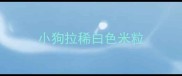 小狗拉稀白色米粒