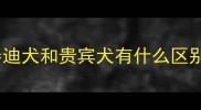 泰迪犬和贵宾犬有什么区别