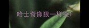哈士奇像狼一样哭