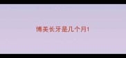 博美长牙是几个月