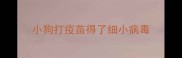 小狗打疫苗得了细小病毒