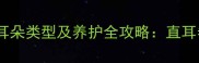 拉布拉多犬的耳朵类型及养护全攻略直耳卷耳垂耳特征
