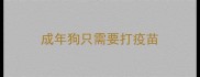 成年狗只需要打疫苗