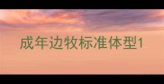 成年边牧标准体型