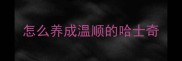 怎么养成温顺的哈士奇