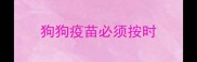 狗狗疫苗必须按时