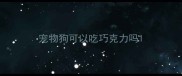 宠物狗可以吃巧克力吗