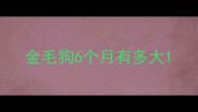 金毛狗6个月有多大