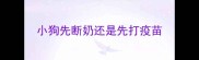 小狗先断奶还是先打疫苗