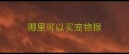 哪里可以买宠物猴