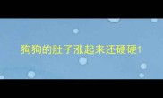 狗狗的肚子涨起来还硬硬