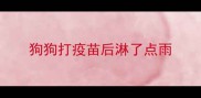 狗狗打疫苗后淋了点雨