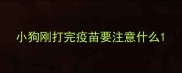 小狗刚打完疫苗要注意什么
