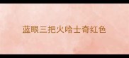 蓝眼三把火哈士奇红色