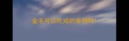金毛可以吃咸的食物吗