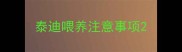泰迪喂养注意事项