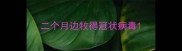 二个月边牧得冠状病毒