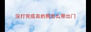 没打完疫苗的狗怎么带出门